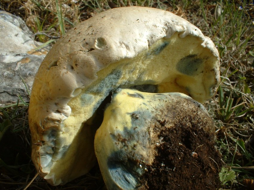 boletus radicans